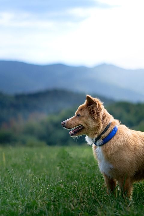 狗 山 森林 草地 天空 动物 自然 狗 狗 狗 狗 狗