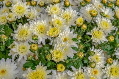 菊花 盛开 花 开花 白色黄色 植物群 植物 复合材料 花园菊花