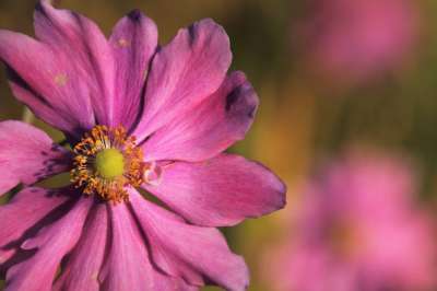 高清壁纸 Cosmea 秋天花 花园宇宙 粉红色的花 粉红色的花瓣