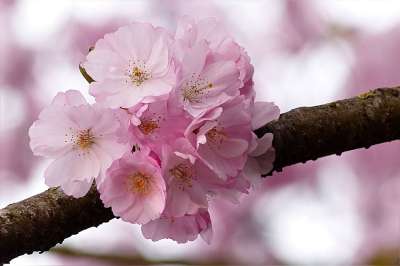 日本樱桃 粉色的 树 梅花 春天 日本樱桃 梅花 梅花 梅花