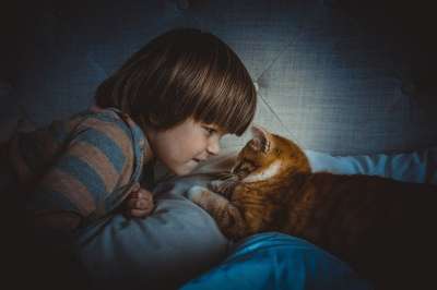 猫 小猫 可爱的 动物 毛皮 年轻 宠物 基蒂 小的 孩子