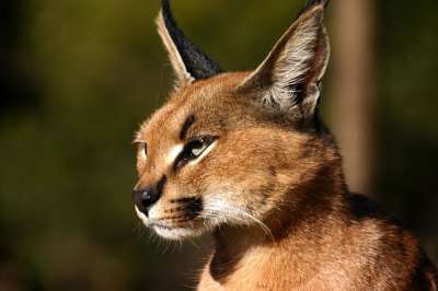 沙漠猞猁 大猫 狞猫 野猫 猫 动物 动物肖像 看法 猞猁