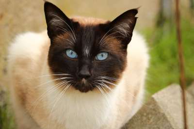 猫 暹罗 游戏 品种猫