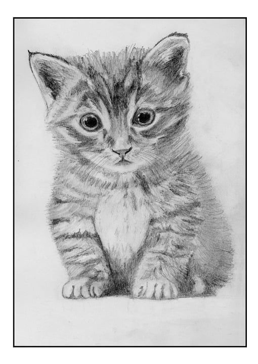 猫 猫科动物 绘图 铅笔 图 动物