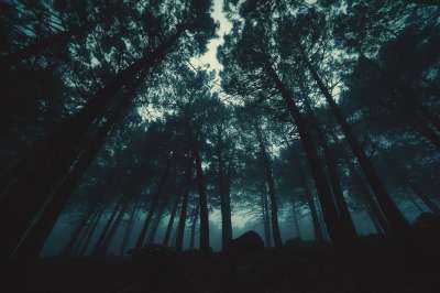 雾 森林 树 树木 神秘 魔法 黑暗的 大气 多雾路段 寒冷的