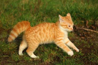 小猫 红虎斑 猫宝宝 猫 落下 俏皮的 草地