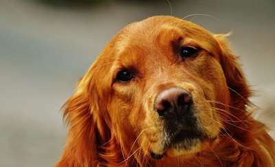 金毛猎犬 狗 毛皮 浅褐色 家畜 大狗 动物肖像 动物 亲爱的