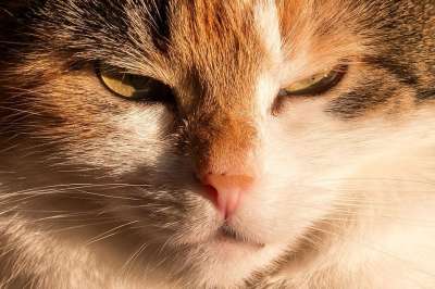 猫 家猫 幸运猫 家畜 动物 Katzenkopf 脸 看法