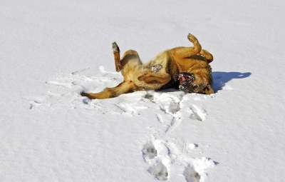 狗 雪 德国牧羊犬 喜悦 冬季 场地 游戏 打滚