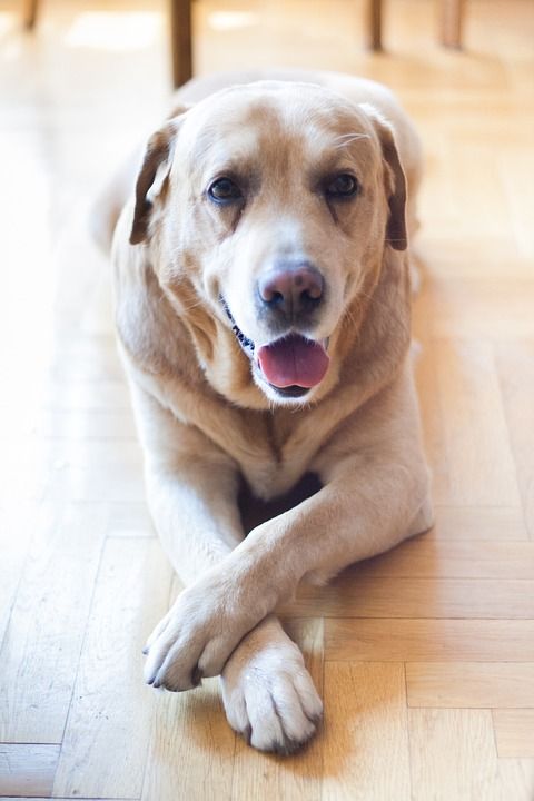 狗 宠物 老的 拉布拉多犬 长大 猎犬 黄色