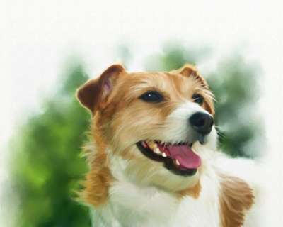 代码 狗 伴侣 犬类 动物 朋友 小狗 纯种 国内的 可爱的