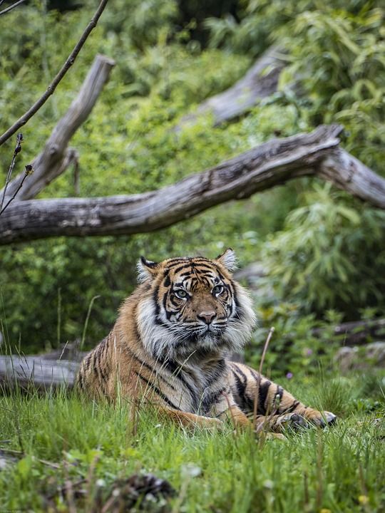 老虎 大猫 捕食者 危险的 野生动物 动物 食肉动物 动物园