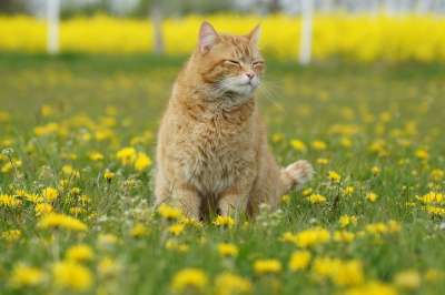 猫 红猫 老虎 宠物 动物 可爱的 红色的 甜的 蒲公英 花
