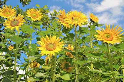 向日葵 场地 开花 黄 夏天 工厂