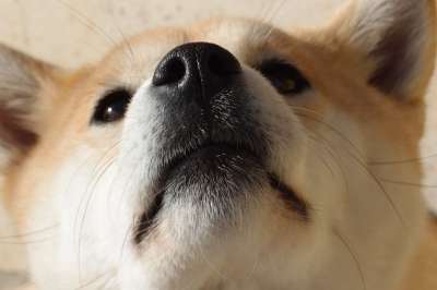 狗 柴犬 鼻子 柴犬 柴犬 柴犬 柴犬 柴犬