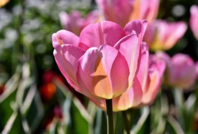 郁金香 郁金香花 郁金香田 开花了 切花 春天的花朵 春天 花