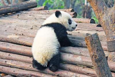 黑和白 可爱的 民族动物 熊猫 研究基地 动物 熊 成都 中国