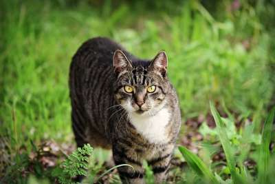 猫 鲭鱼 猫科动物 动物 哺乳动物 每 国内的 头 眼睛 耳朵