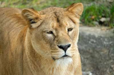 母狮 猫 捕食者 动物 大猫 食肉动物 女性 蒂尔加滕 危险的
