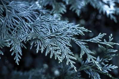 Śnige 圣诞树 弗罗斯特 灌木 冬季 性质 雪 装修 假期
