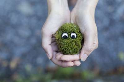 苔藓 生态 环境 保护 居住 生活 活 生物 动物群 手