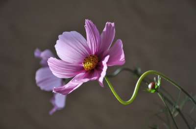 花 花瓣 紫花 紫色花瓣 盛开 开花 植物群 花艺 园艺
