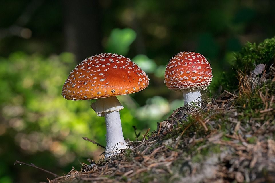 蘑菇, 飞木耳, 森林, 秋天, 有毒的, 毒, 自然