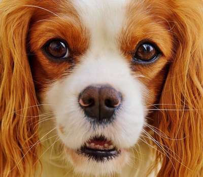 狗 骑士查理王猎犬 有趣的 家畜 动物 毛皮 棕色的 白色的