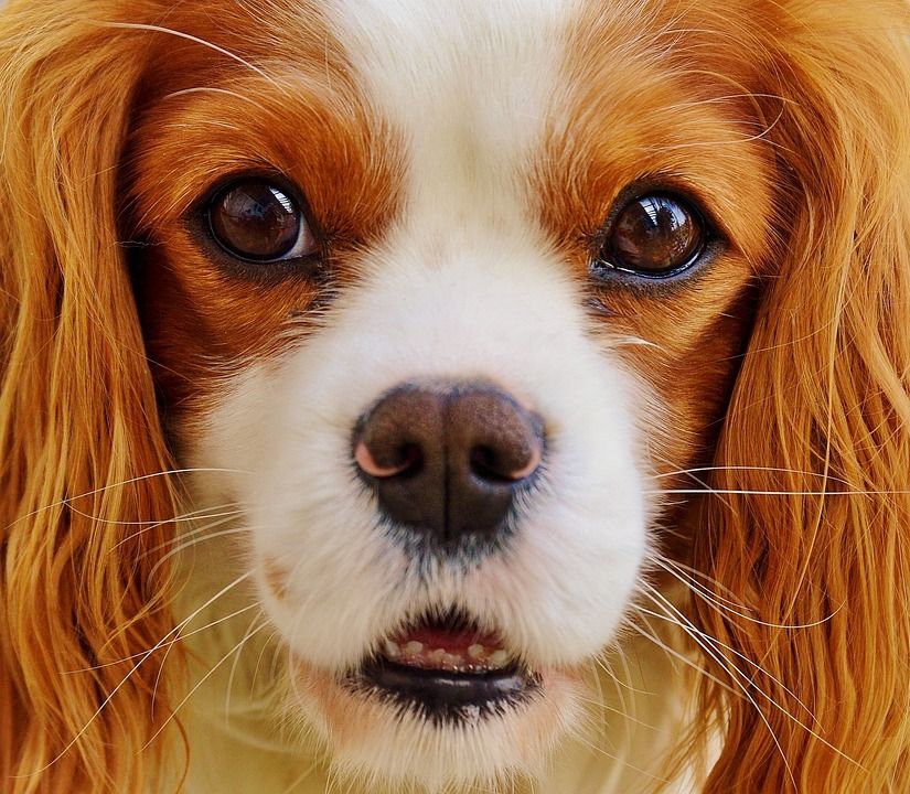 狗, 骑士查理王猎犬, 有趣的, 家畜, 动物, 毛皮, 棕色的, 白色的