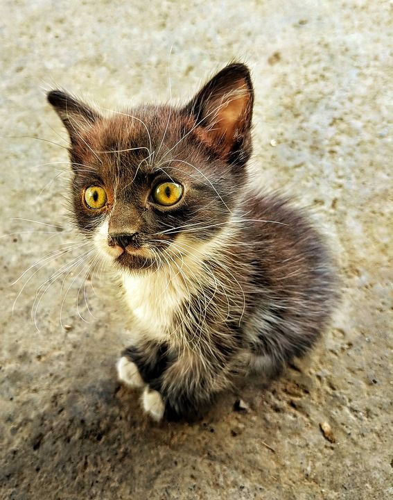 猫 动物 宠物 眼睛 老虎 基蒂 自然 谷歌素 棕色Google