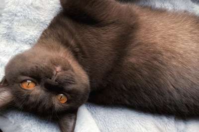 英国短毛猫 猫眼 猫 小猫 家猫 俏皮的 舒适 迷人 可爱的