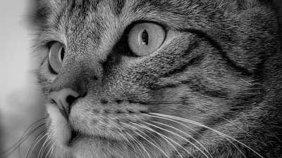猫 猫脸 关闭 黑色的 白色的 家猫 猫眼 家畜 动物 宿醉