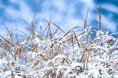 草 草地 植物 雪 冬天 寒冷的 冻结 霜 云 自然