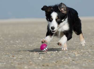 边境牧羊犬 球瘾君子 打球 牧羊犬 海滩 狗 球 游戏