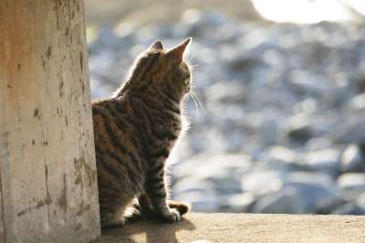 猫 光 晚上光线 鲭鱼 太阳 日落 虎猫 动物 棕色的老虎