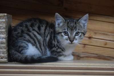 猫 家猫 小猫 年轻的猫 家畜 动物 鲭鱼 坐着 坐在 可爱的