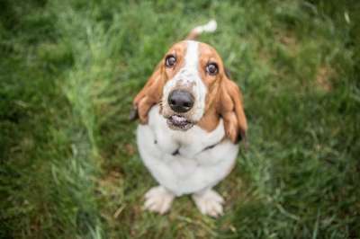 巴吉度猎犬 狗 猎犬 宠物 巴塞特 动物 耳朵 可爱的 国内的