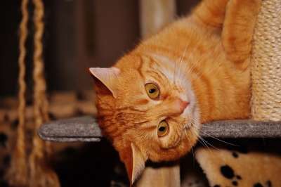 猫 宿醉 红色的 乐趣 可爱的 鲭鱼 老虎 舒适 动物 家猫