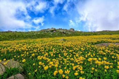 自然 区域 景观 花 草地 草 看法 Kaçkars 景观自然