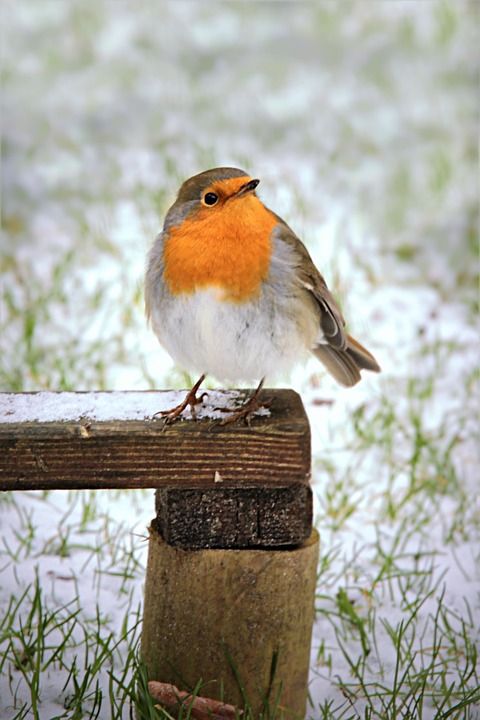 知更鸟 Erithacus Rubecula 鸟 冬天 花园 觅食