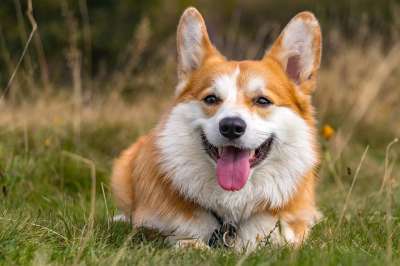柯基犬 狗 宠物 彭布罗克威尔士柯基 动物 国内的 犬类 哺乳动物