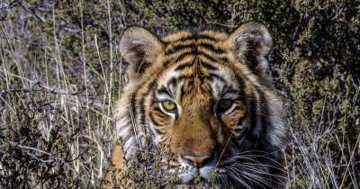 动物 老虎 哺乳动物 濒危 大猫 捕食者 野生动物 荒野
