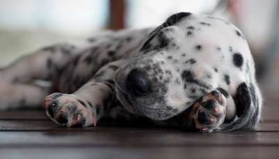 达尔马提亚 小狗 动物 宠物 犬类 狗