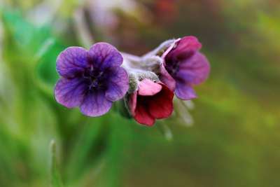花 紫红色 荒野 小的 春天 性质 工厂 紫色 菌群
