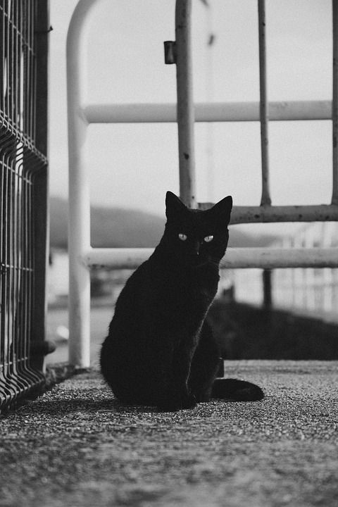 黑色的 猫 动物 老虎 猫科动物 宠物 小猫 狮子 好的 豹
