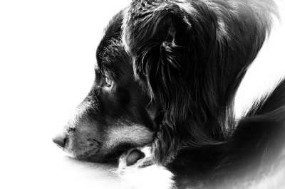 狗 动物 牧羊犬 澳大利亚牧羊犬 单色 肖像