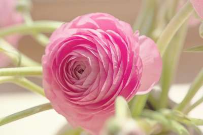 茛 开花 花 粉色的 花瓣 春天的花朵 春天 关闭 盛开 花艺