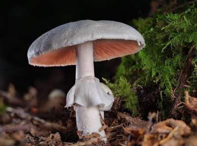 蘑菇 海绵 野蘑菇 落下 野生蘑菇 森林 野生动物 植物学 园艺