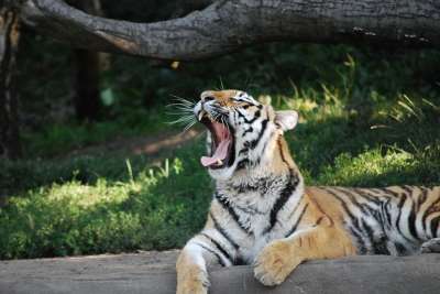 老虎 危险的 捕食者 大猫 动物 野猫