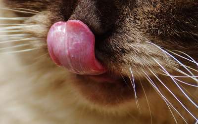 猫 英国短毛猫 鼻子 舌头 乐趣 纯种 毛皮 棕色的 浅褐色的